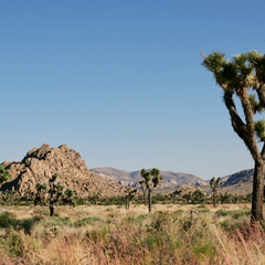 SPRING 22 CAMPAIGN: JOSHUA TREE